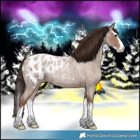 Horse Color:Classic Champagne Roan Splash Appaloosa 