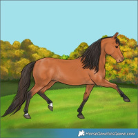 Horse Color:Bay Rabicano 