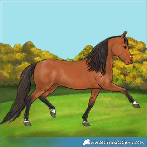 Horse Color:Bay Rabicano 