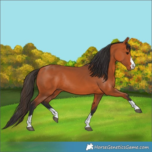 Horse Color:Bay Rabicano