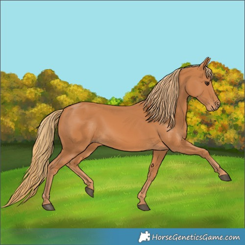 Horse Color:Chestnut Rabicano 