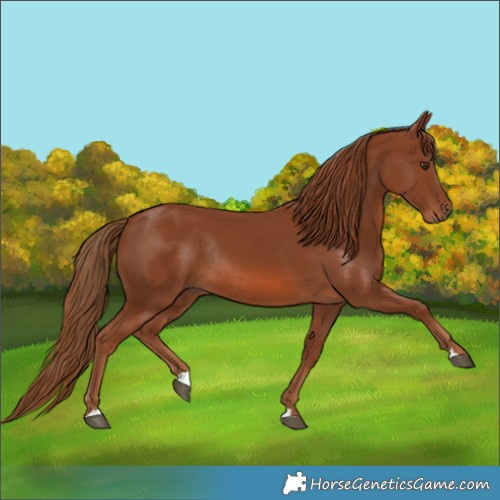 Horse Color:Chestnut Rabicano