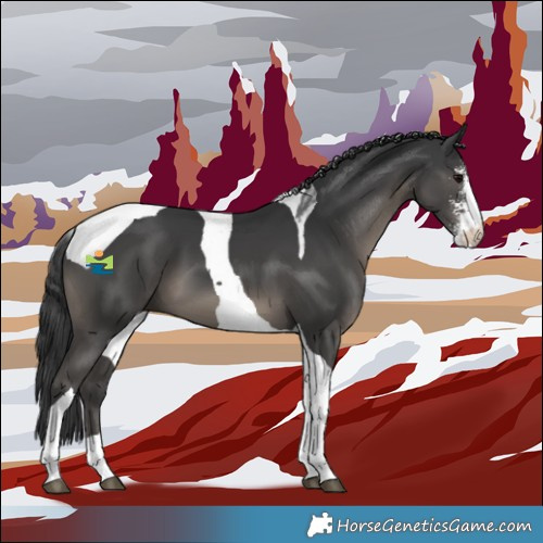 Horse Color:Black Sabino Tobiano 