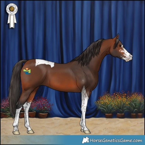 Horse Color:Bay Sabino Tobiano 