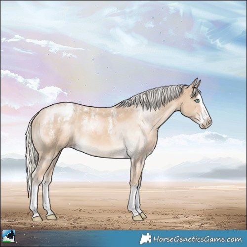 Horse Color:Powder White Cremello Splash Appaloosa 