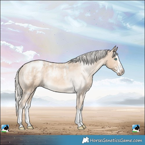 Horse Color:Powder White Cremello Splash Varnish 