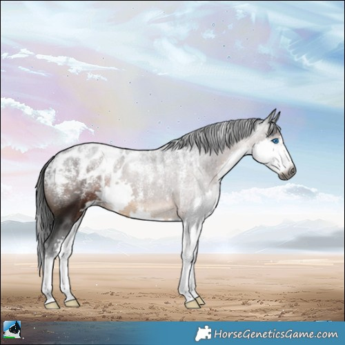 Horse Color:Powder White Gray Brown Splash Appaloosa 