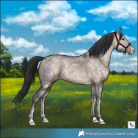 Horse Color:White Spotted Brown Ice Dun Rabicano 