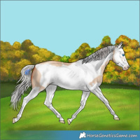 Horse Color:Silver Amber Champagne Dun Sabino Splash Frame 