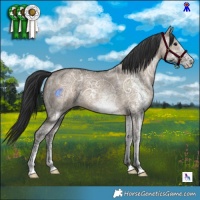 Horse Color:White Spotted Brown Ice Dun 