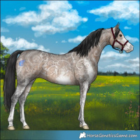 Horse Color:White Spotted Brown Ice Dun 