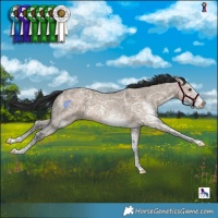 Horse Color:White Spotted Brown Ice Dun 