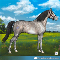 Horse Color:White Spotted Brown Ice Dun
