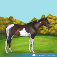 Horse Color:Brown Tobiano 