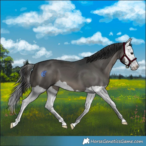 Horse Color:Black Splash 