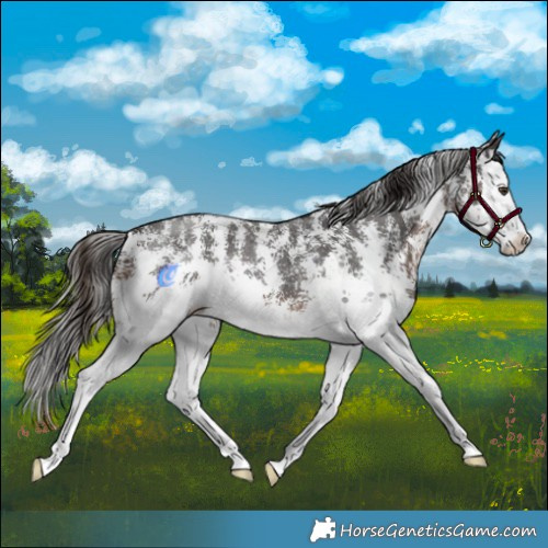 Horse Color:Liver Chestnut Sabino Splash 