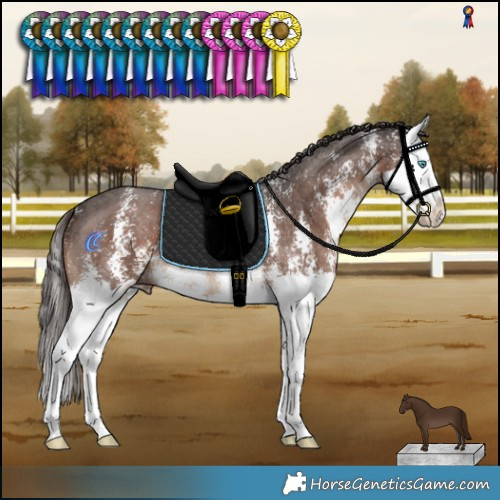 Horse Color:Liver Chestnut Sabino Splash 
