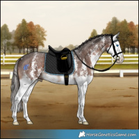 Horse Color:Liver Chestnut Sabino Splash