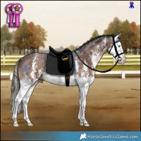 Horse Color:Liver Chestnut Sabino Splash 