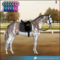 Horse Color:Liver Chestnut Sabino Splash 