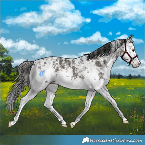 Horse Color:Liver Chestnut Sabino Splash 
