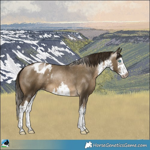 Horse Color:Gray White Spotted Buckskin Pearl Appaloosa 
