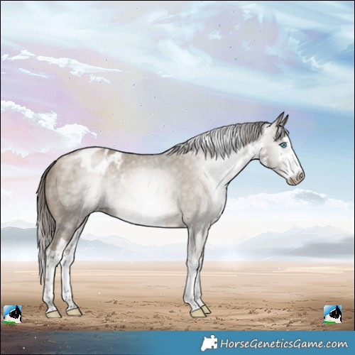 Horse Color:Gray White Spotted Buckskin Pearl Varnish 
