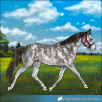 Horse Color:Liver Chestnut Sabino 