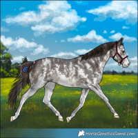 Horse Color:Liver Chestnut Sabino