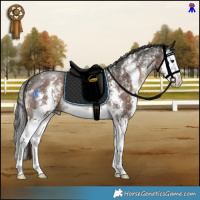 Horse Color:Liver Chestnut Sabino Splash