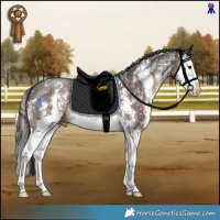 Horse Color:Liver Chestnut Sabino Splash 