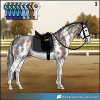 Horse Color:Liver Chestnut Sabino Splash 