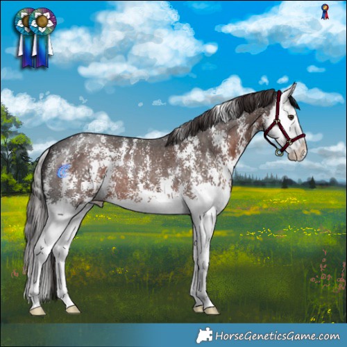 Horse Color:Liver Chestnut Sabino Splash 