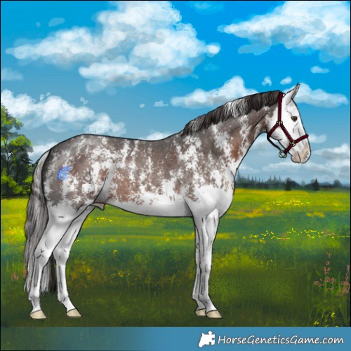 Horse Color:Liver Chestnut Sabino Splash 