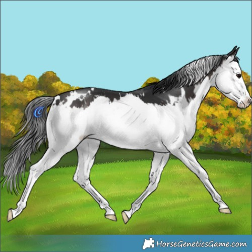 Horse Color:White Spotted Brown Splash 