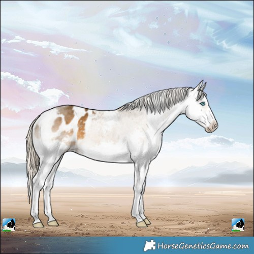 Horse Color:Chocolate Palomino Sabino Splash Appaloosa Rabicano 