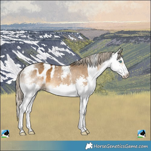 Horse Color:Chocolate Palomino Sabino Splash Varnish Rabicano