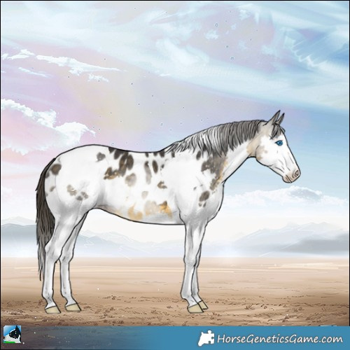 Horse Color:Buckskin Splash Tobiano Blanket Rabicano