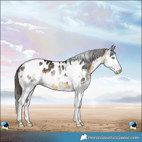 Horse Color:Buckskin Splash Tobiano Blanket Rabicano