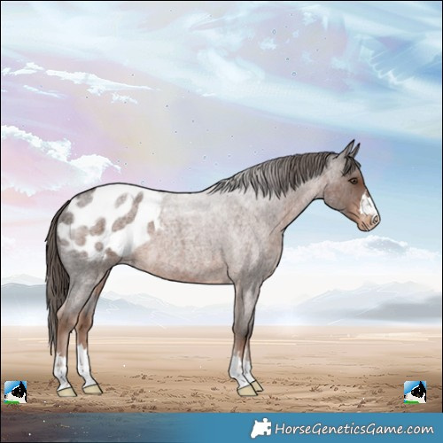 Horse Color:Liver Red Roan Varnish 