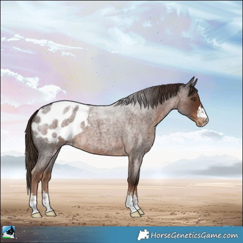 Horse Color:Liver Red Roan Appaloosa 