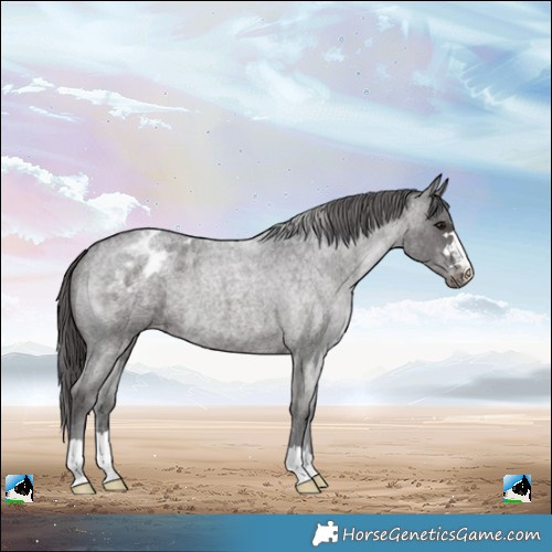 Horse Color:Smoky Blue Roan Appaloosa 