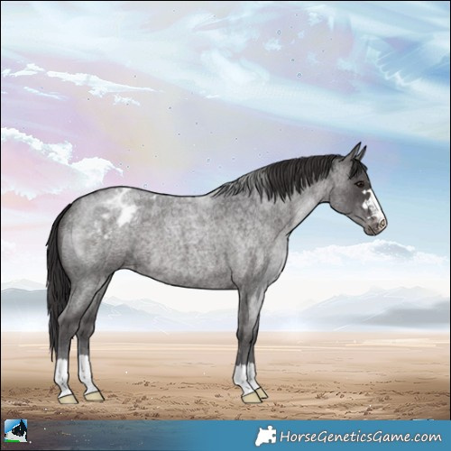 Horse Color:Smoky Blue Roan Appaloosa