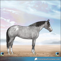 Horse Color:Smoky Blue Roan Varnish 