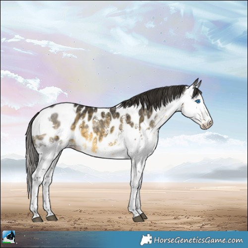 Horse Color:White Spotted Buckskin Splash Appaloosa 