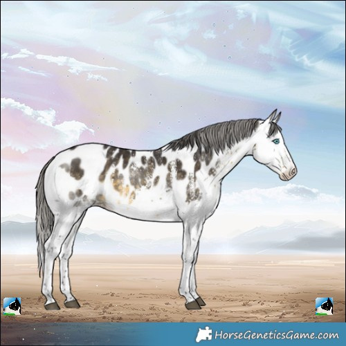 Horse Color:White Spotted Buckskin Splash Appaloosa