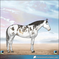 Horse Color:White Spotted Buckskin Splash Near Leopard 