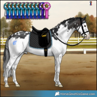 Horse Color:White Spotted Brown Splash 