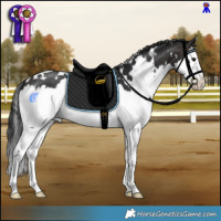 Horse Color:White Spotted Brown Splash 
