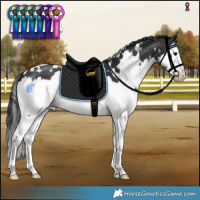 Horse Color:White Spotted Brown Splash 